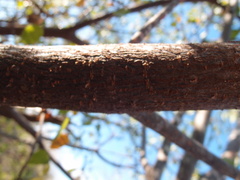 Hippomane mancinella