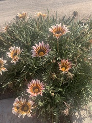Gazania × splendens