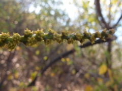 Hippomane mancinella