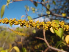 Hippomane mancinella