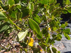 Hippomane mancinella