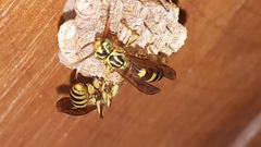 Mischocyttarus basimacula