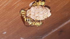 Mischocyttarus basimacula
