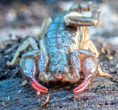Uroctonus mordax