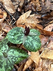 Trillium cuneatum