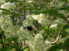 Bombus