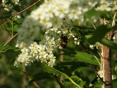 Bombus
