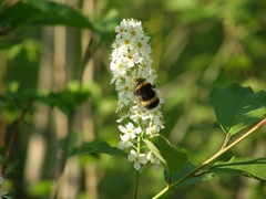 Bombus