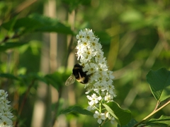 Bombus