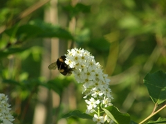 Bombus