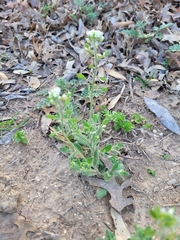 Tomostima platycarpa