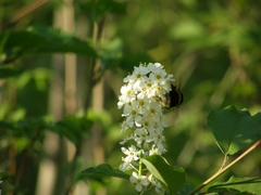 Bombus