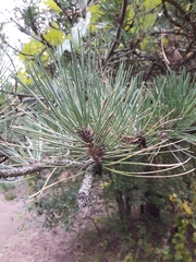 Pinus
