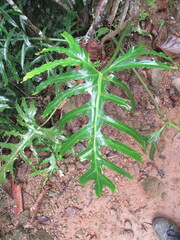Thaumatophyllum