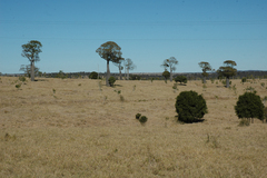 Brachychiton rupestris