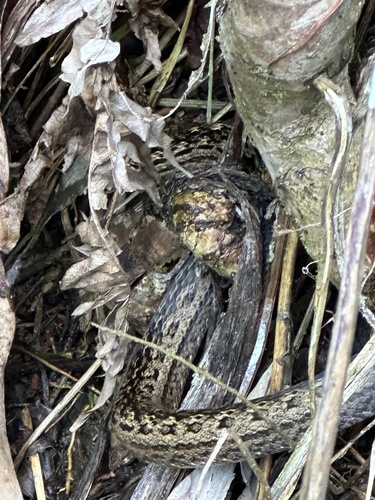 Red-bellied Racer