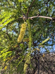 Prosopis laevigata
