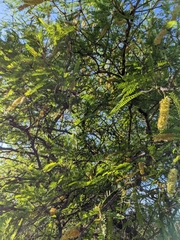 Prosopis laevigata