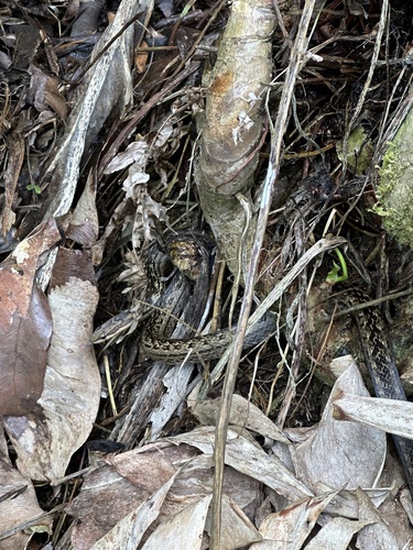 Red-bellied Racer