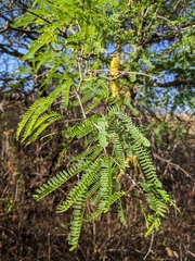 Prosopis laevigata