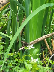 Chioides albofasciatus