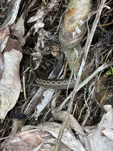 Red-bellied Racer
