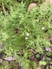 Eucrypta chrysanthemifolia