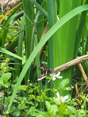 Chioides albofasciatus