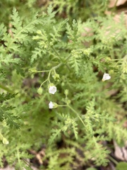 Eucrypta chrysanthemifolia