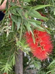 Melaleuca citrina
