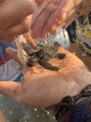 Lepidochelys olivacea