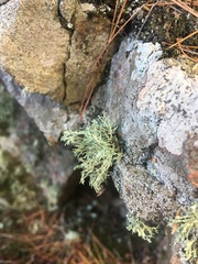 Ramalina intermedia