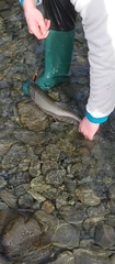 Salvelinus confluentus