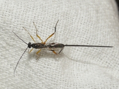 Macrocentrus marginator