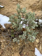 Arctostaphylos glauca
