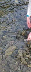 Salvelinus confluentus