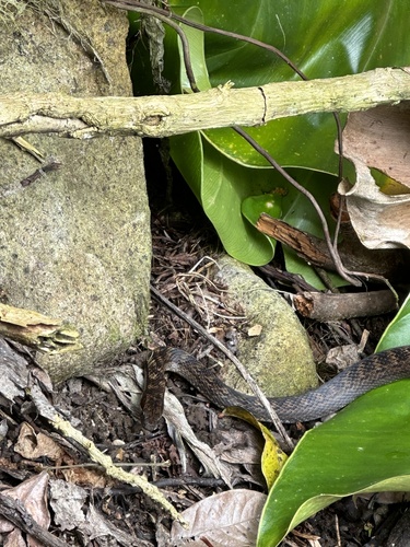 Red-bellied Racer