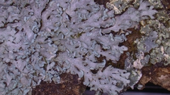 Heterodermia obscurata