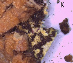 Heterodermia obscurata
