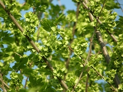 Ulmus