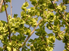 Ulmus
