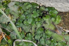 Marchantia polymorpha