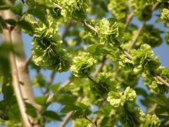 Ulmus