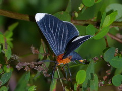 Melanchroia chephise