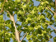 Ulmus