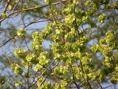 Ulmus