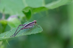 Eneoptera