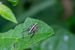 Eneoptera