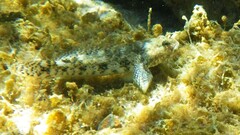 Gobius