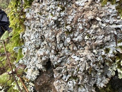 Punctelia stictica